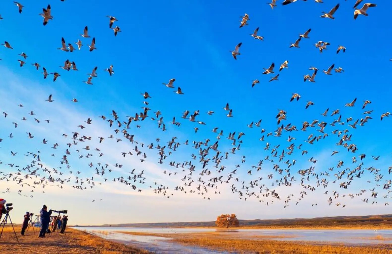 7 أماكن في الجنوب الأمريكي لمشاهدة الطيور في الخريف