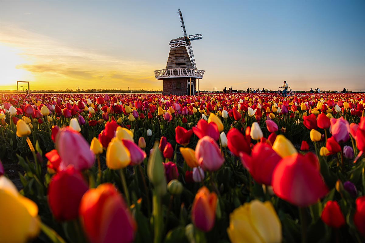 5 وجهات جميلة لمشاهدة ألوان الربيع في عام 2026