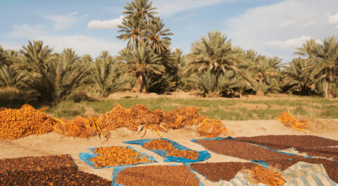 مهرجان التمور